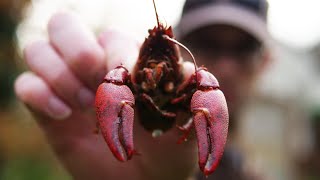 INVASIVE CRAYFISH Catch and Cook  Signal Crayfish Trapping UK [upl. by Nylecyoj150]