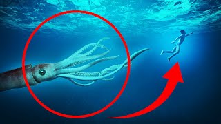 8 Giant Squid Encounters You Really Shouldnt Watch [upl. by Taddeo]