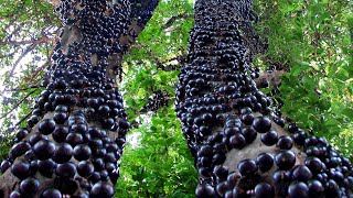 How they Harvest amp Process Tons of Jabuticaba Fruit in Brazil [upl. by Dugald]