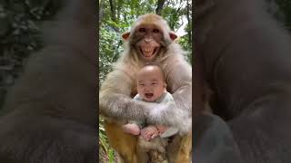 funny monkeys video  funny monkey laughing  baby laughing  funny [upl. by Chapel]