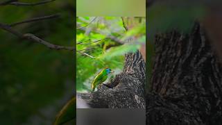 Blue Throated Barbet bird nature naturephotography naturephotographer naturelovers birds [upl. by Mitinger]