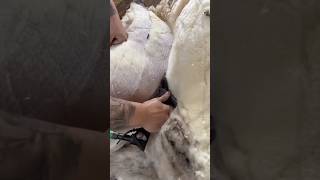 Sheep Wool Harvesting [upl. by Anyl]