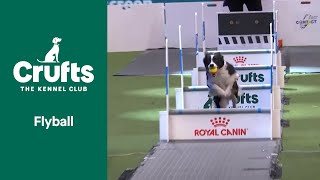 Flyball Team Final  Crufts 2022 [upl. by Attelrahc]