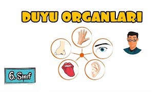 Duyu Organları  6 Sınıf [upl. by Davena]