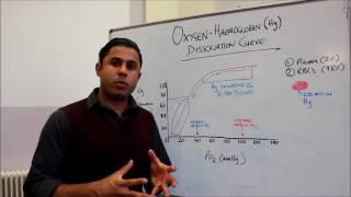 The Oxygen Haemaglobin Dissociation Curve [upl. by Cita]