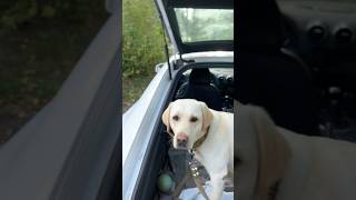 How to give a command to Your Lablabrador yellowlabs car dogtravel doglife lovemydog command [upl. by Plate]