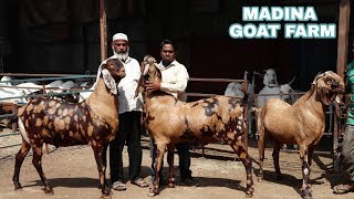 Big sirohi goats at madina goat farm [upl. by Mia]