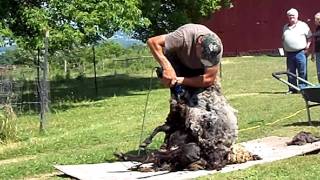 Lockwood FarmSheep Shearing [upl. by Lipp599]