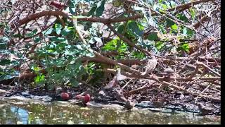 A Chorus Of Birdsong As The Smaller Birds Use The Brambles As Cover To Drink [upl. by Weinhardt]