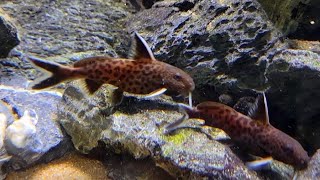 Synodontis Petricola Catfish [upl. by Oigimer346]