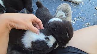 Central asian shepherd puppies litter T [upl. by Collayer558]