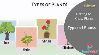 Getting to Know Plants Class 6 Science  Types of Plants [upl. by Lietman]