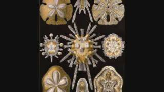 Ernst August Haeckel Art Forms in Nature [upl. by Welles993]