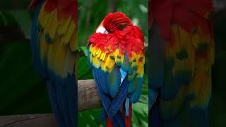 4K Colourful Birds birds shorts youtubeshorts [upl. by Banks]