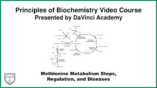 Methionine Metabolism Steps Regulation and Diseases Metabolism 18 of 21 [upl. by Nnairrehs]