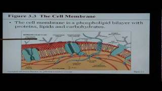 Anatomy and Physiology Help Chapter 3 The Cell [upl. by Llecram]