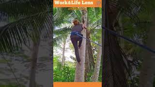 A man skillfully climbs a tree using hooked blades scaling the trunk with precision and ease [upl. by Aliuqahs]