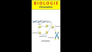 DNA1 Chromatine [upl. by Maitund]