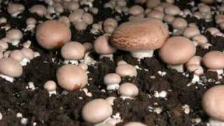 Time lapse video of mushrooms fruiting [upl. by Afirahs675]