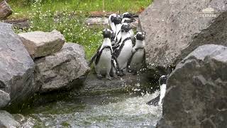 Brillenpinguine springen ins kühle Nass im Tierpark Berlin  African Penguins jumping into the water [upl. by Ainar]