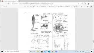 Biologie végétale les Ptéridophytes 2 [upl. by Annoyk380]