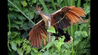 Interesting Facts about Hoatzin [upl. by Duile]