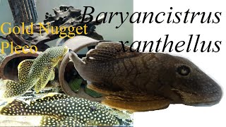 Baryancistrus xanthellus Gold Nugget Pleco Aquarium Care [upl. by Yelnahs]