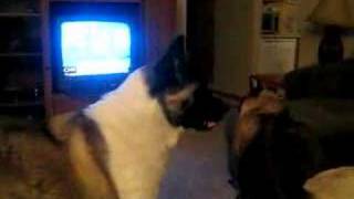 Chief the Akita fighting or playing with Siamese Big Kitty [upl. by Aisad]