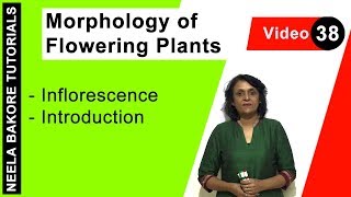 Morphology of Flowering Plants  NEET  Inflorescence  Introduction  Neela Bakore Tutorials [upl. by Elumas]