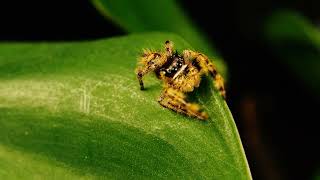 Phidippus otiosus orange [upl. by Vetter180]