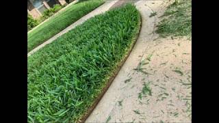 St Augustine grass using Lesco 15510 fertilizer and Milorganite [upl. by Auqinahc]