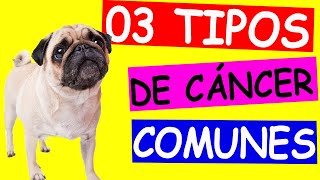 03 TIPOS DE CÁNCER más COMUNES en PERROS [upl. by Howlend]