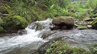 natureclear air AMAZING SOUNDS GREEN FORESTnaturewater soundscalming soundscalming sounds [upl. by Shyamal]