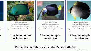 Pez orden perciformes familia Pomacanthidae centropyge chaetodontoplus pomacanthus fish dos Rum [upl. by Curr]