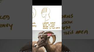 How to Draw HORNS  Mastering Anthropomorphic Characters with Furtastic Art Tips [upl. by Johnny404]