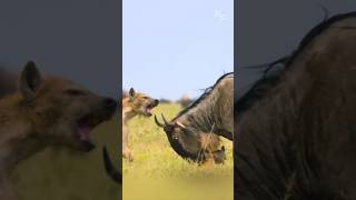 A Mothers Fierce Defense Wildebeest Calf Saved from a Hyenas Grasp [upl. by Eolcin]