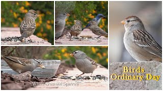 Whitecrowned Sparrows Made it BackSuper Cute Birds Runway Walk  Backyard Birdwatching Oct 2024 [upl. by Cammy]