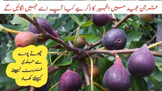 Best fertilizer for anjeer plant and healthy growthhow to grow and propagation fig tree [upl. by Juster]