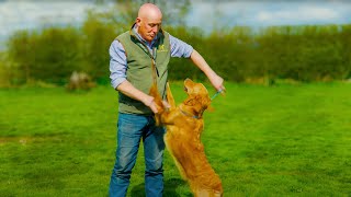 Training a Dog to Behave [upl. by Asseral]