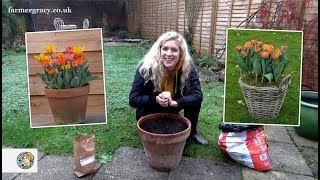 How to plant Tulips bulbs in a pot or container  FarmerGracycouk [upl. by Dumah]