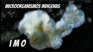 El Lombricero  IMO Documental completo Captura y cultivo de microorganismos indígenas 🦠🔬 [upl. by Aytak]