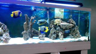 Saltwater aquarium hd [upl. by Teddie610]