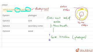 which is not part of periderm [upl. by Adamski690]