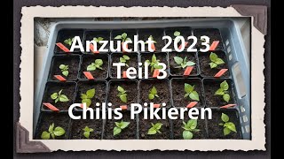 Anzucht 2023 Teil 3  Chilis Pikieren [upl. by Iams]