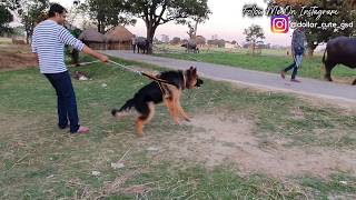 Powerful German shepherd puppy barking on buffaloes  65 Months old 😈 [upl. by Sibylle]