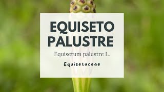 PIANTE TOSSICHE EQUISETO PALUSTRE  Marsh horsetail [upl. by Yerffe791]