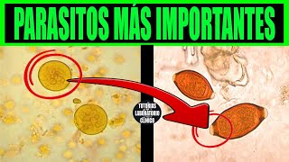 🔬12 PARÁSITOS increíbles que deberías Conocer para Aprobar PARASITOLOGÍA💩 [upl. by Arrej531]