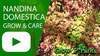 Nandina domestica firepower  grow amp care Heavenly bamboo [upl. by Nabalas]