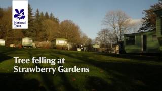 Tree felling at Strawberry Gardens Windermere west shore [upl. by Mcquoid]