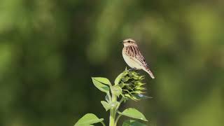 Braunkelchen Whinchat [upl. by Ymmij]